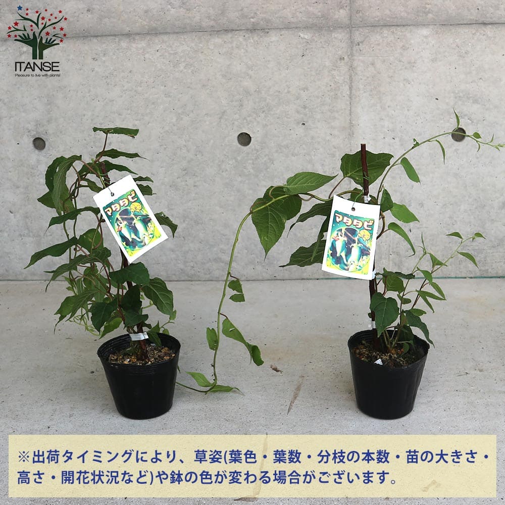 マタタビの苗 (メス) 【果樹の苗木 4号ポット売り】