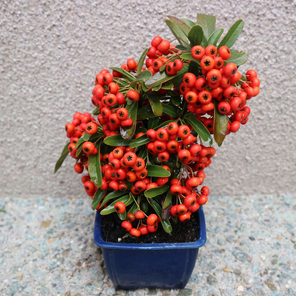 庭木 ピラカンサ 実付き【庭木 2.5号角鉢】｜ 【植物のITANSE 