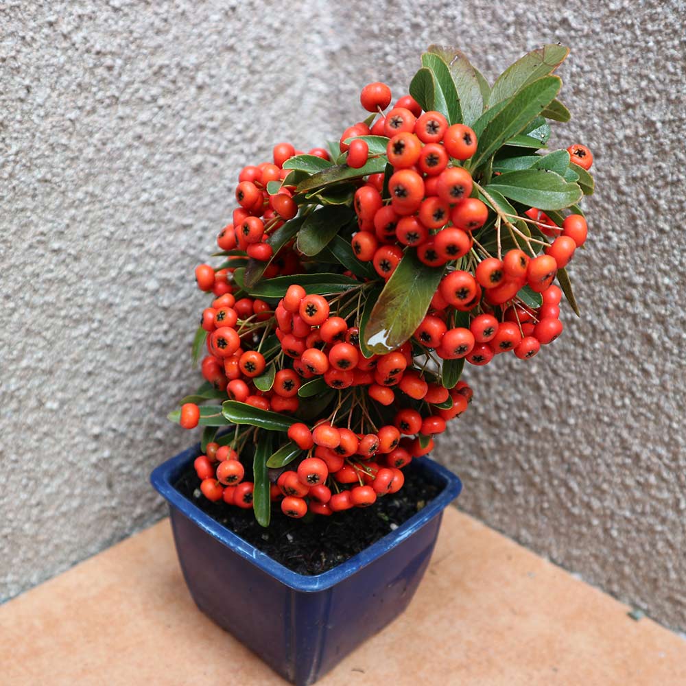庭木 ピラカンサ 実付き【庭木 2.5号角鉢】｜ 【植物のITANSE