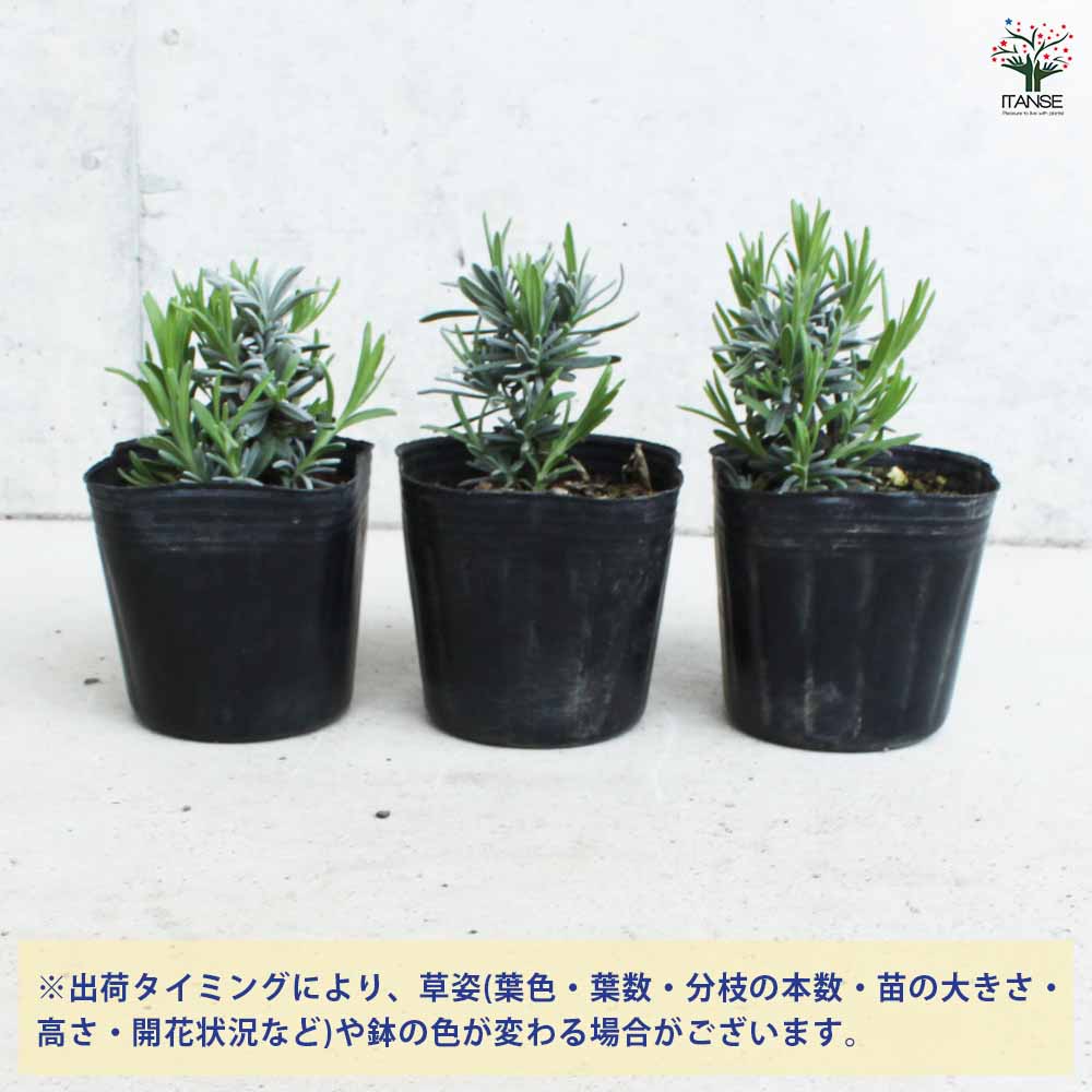 ラベンダー 濃紫 早咲き 2個～【ハーブの苗 9cmポット】｜ 【植物の