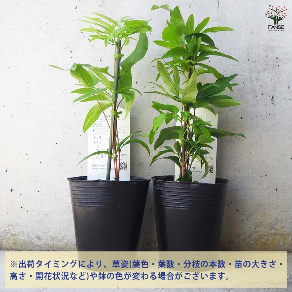 クレマチス 藤かほり 【花木苗 3.5号ポット／1個売り】｜ 【植物の