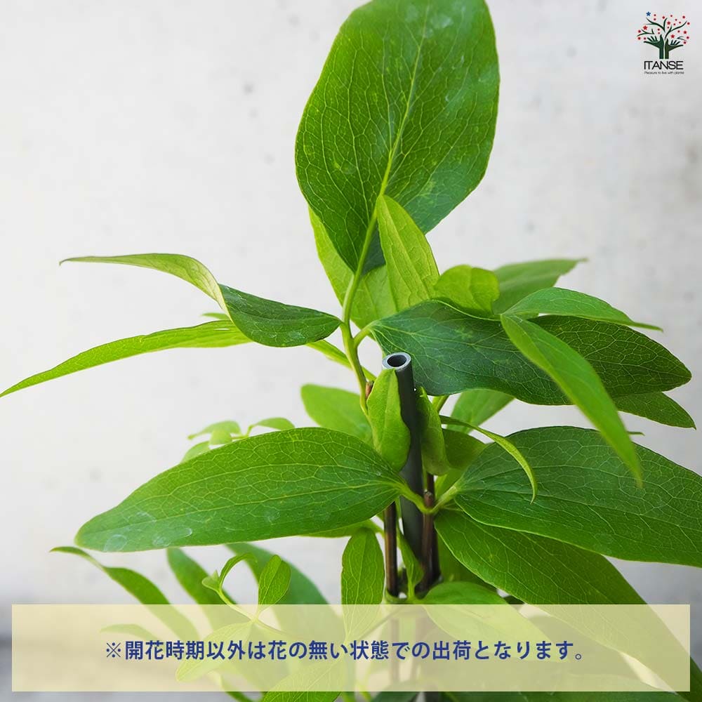 クレマチス 藤かほり 【花木苗 3.5号ポット／1個売り】｜ 【植物の