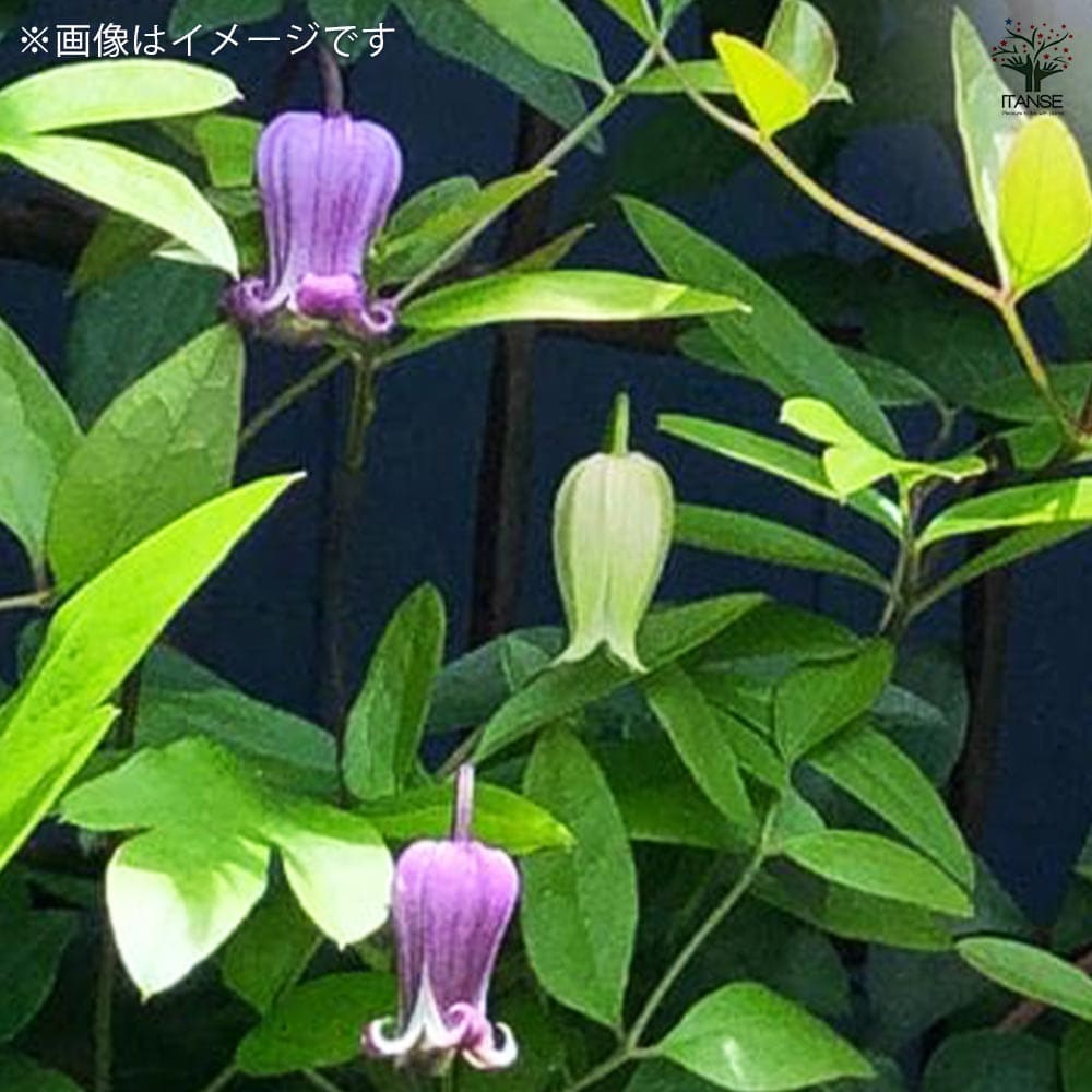 クレマチス 藤かほり 【花木苗 3.5号ポット／1個売り】｜ 【植物の