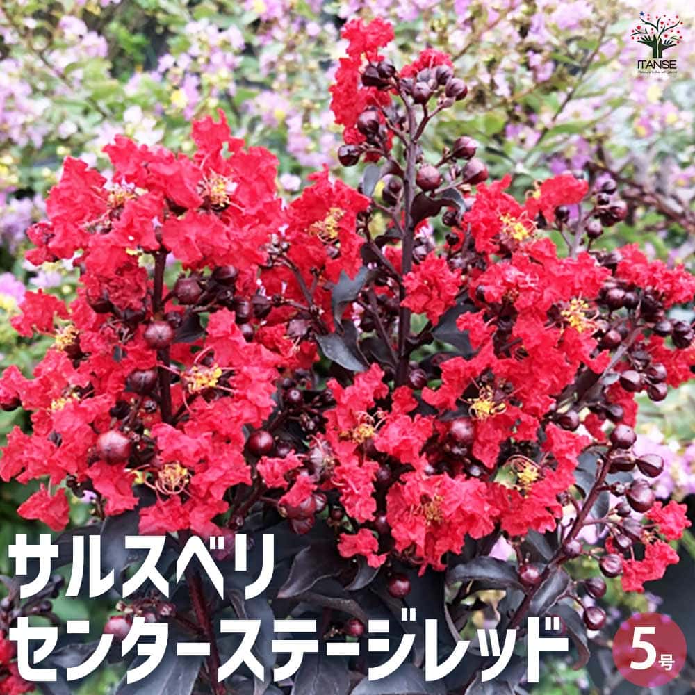 サルスベリ センターステージレッド 【花木苗 5号ポット／1個売り】