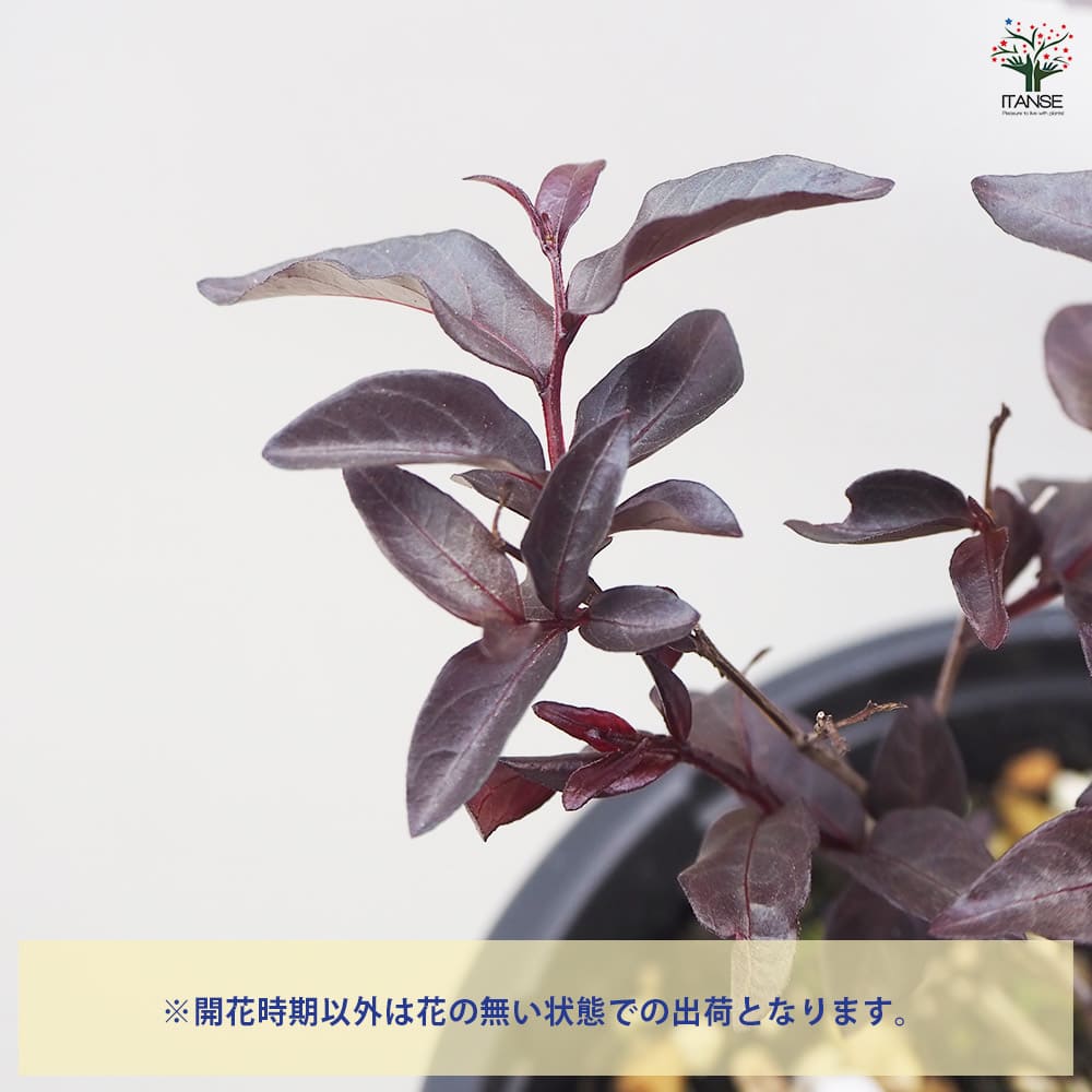 サルスベリ センターステージレッド 【花木苗 5号ポット／1個売り】