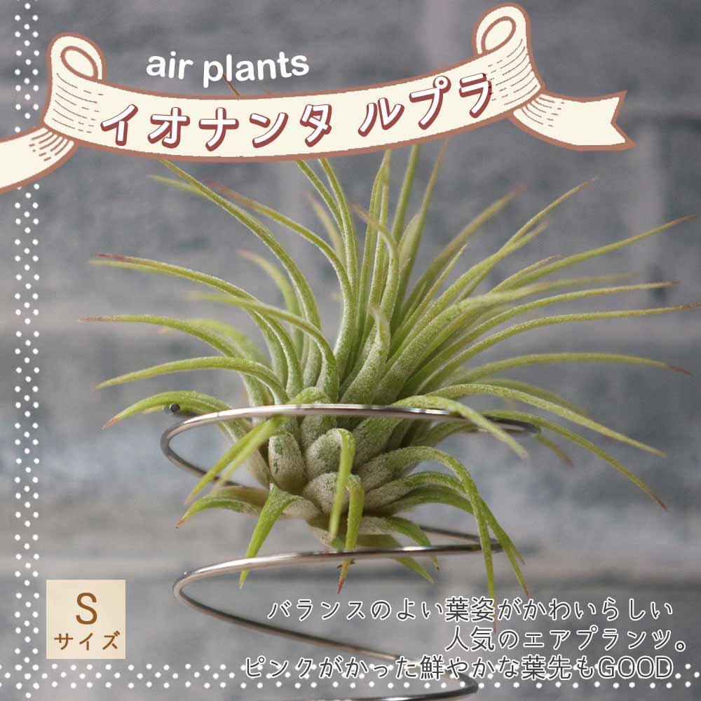 エアープランツ チランジア イオナンタ ルブラ Sサイズ【幅約7cm×高さ約6cm Sサイズ／1個】