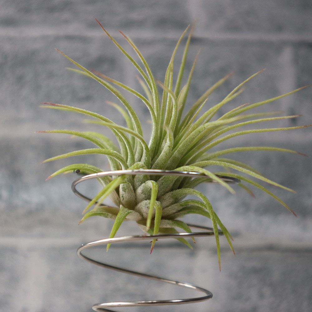 エアープランツ チランジア イオナンタ ルブラ Sサイズ【幅約7cm×高さ