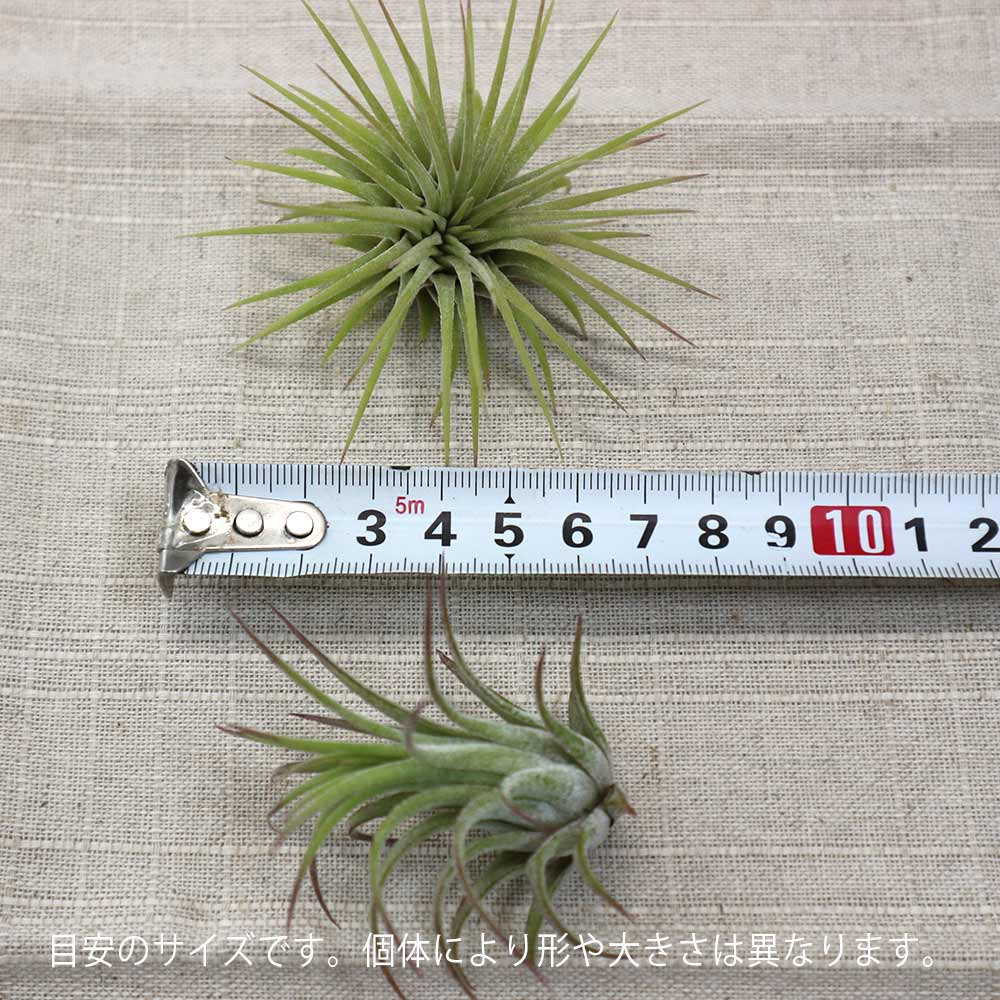 エアープランツ チランジア イオナンタ ルブラ Sサイズ【幅約7cm×高さ約6cm Sサイズ／1個】