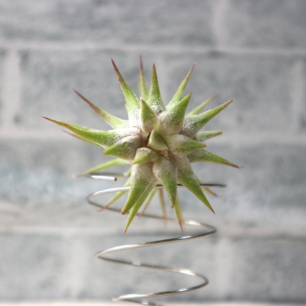 エアープランツ チランジア イオナンタ ルブラ Sサイズ【幅約7cm×高さ約6cm Sサイズ／1個】