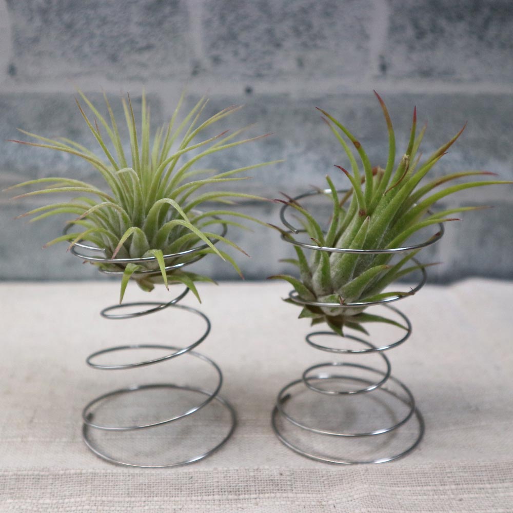 エアープランツ チランジア イオナンタ ルブラ Sサイズ【幅約7cm