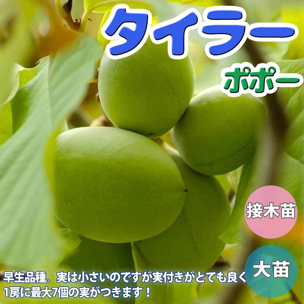 ポポーの苗 タイラー【果樹の苗木 5号ポット 接木苗／1個売り】