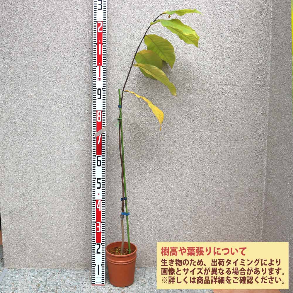 ポポーの苗 タイラー【果樹の苗木 5号ポット 接木苗／1個売り】