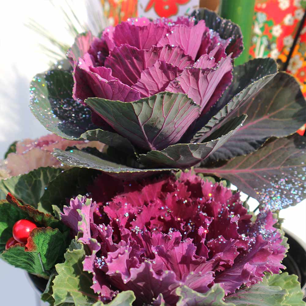 お正月飾り 迎春松竹梅アレンジ【花苗 6号／1個売り】