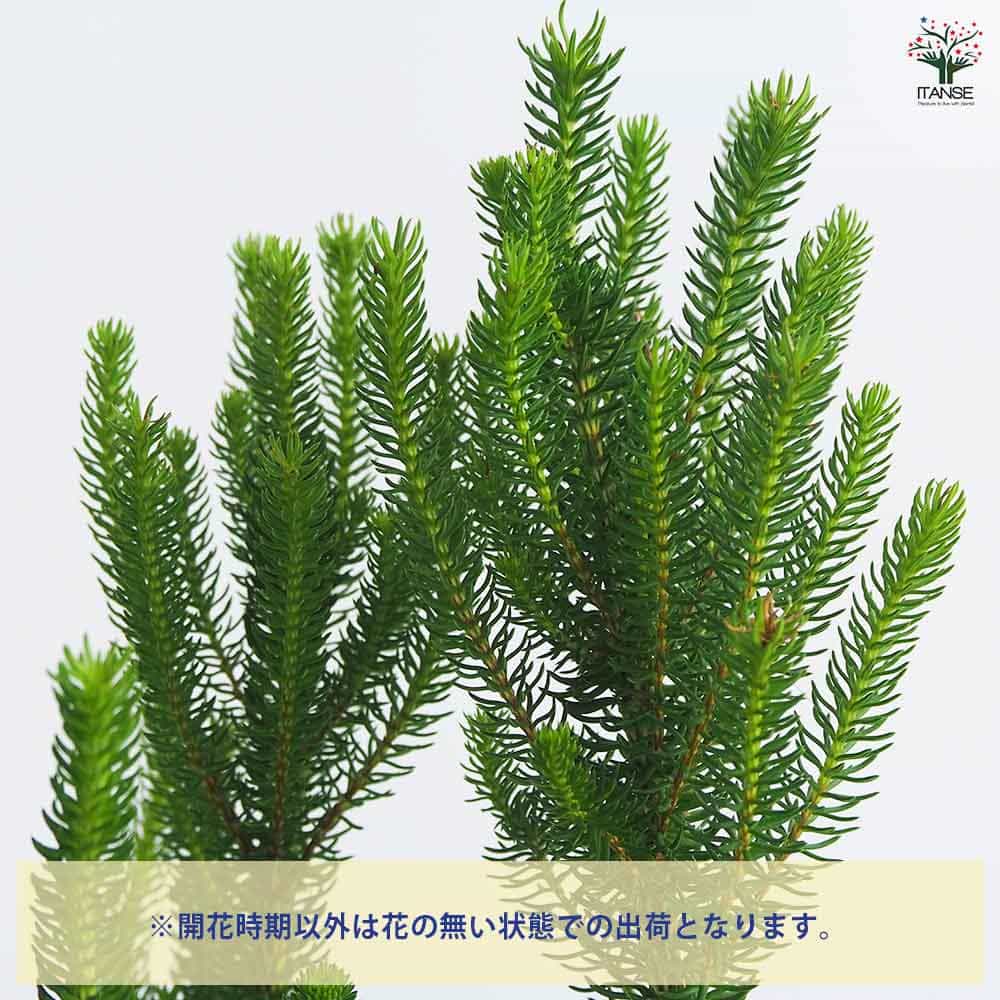 楽天市場】ITANSE ミニ薔薇花色見計らいセット 花苗 4号ブリキ鉢