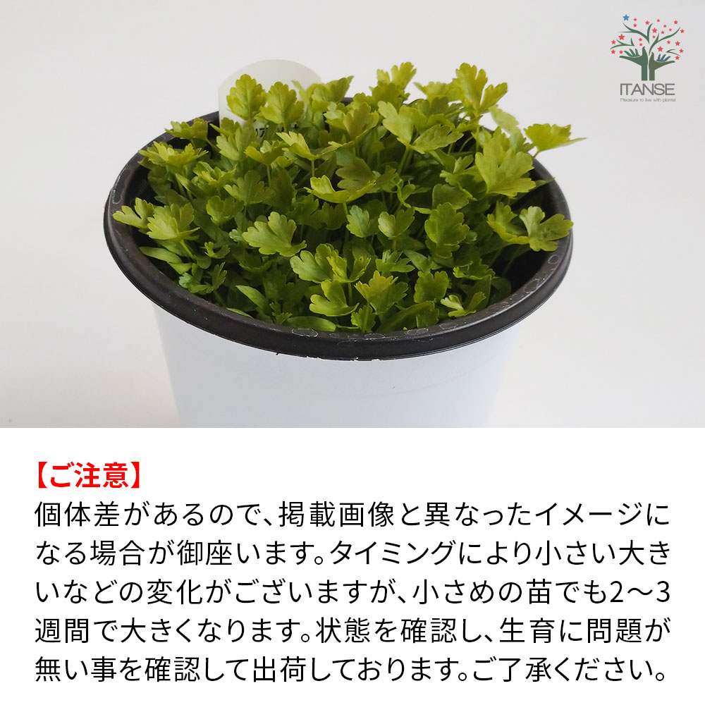 イタリアンパセリの大苗 繰り返し何回も収穫可能 室内・戸外通年栽培用大苗 肥料付き【野菜の苗 15cm硬質ポット大苗/1個売り】