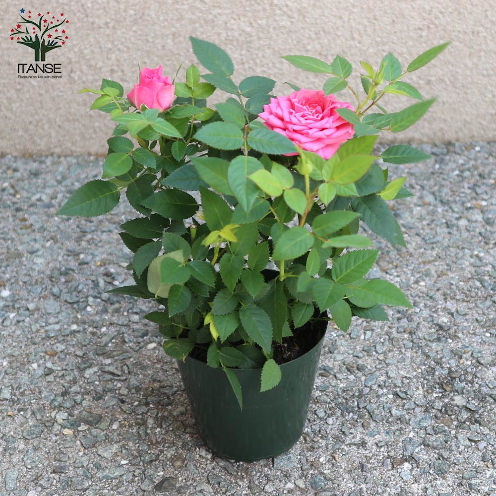 薔薇の苗木 フェリシタス コルダナ ミニバラ【花苗 3.5号鉢／1個売り