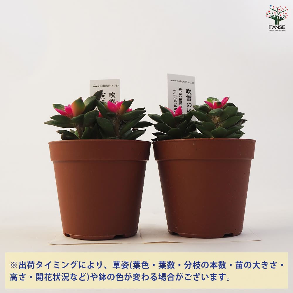多肉植物 吹雪の松 【多肉植物 2.5号ポット】｜ 【植物の