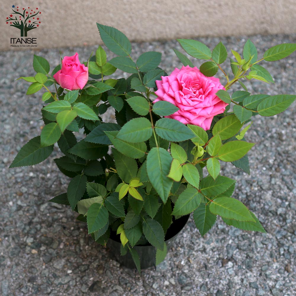 みーこ様専用」 バラ苗 ひょう&クラリス 抜き苗 薔薇 苗 www