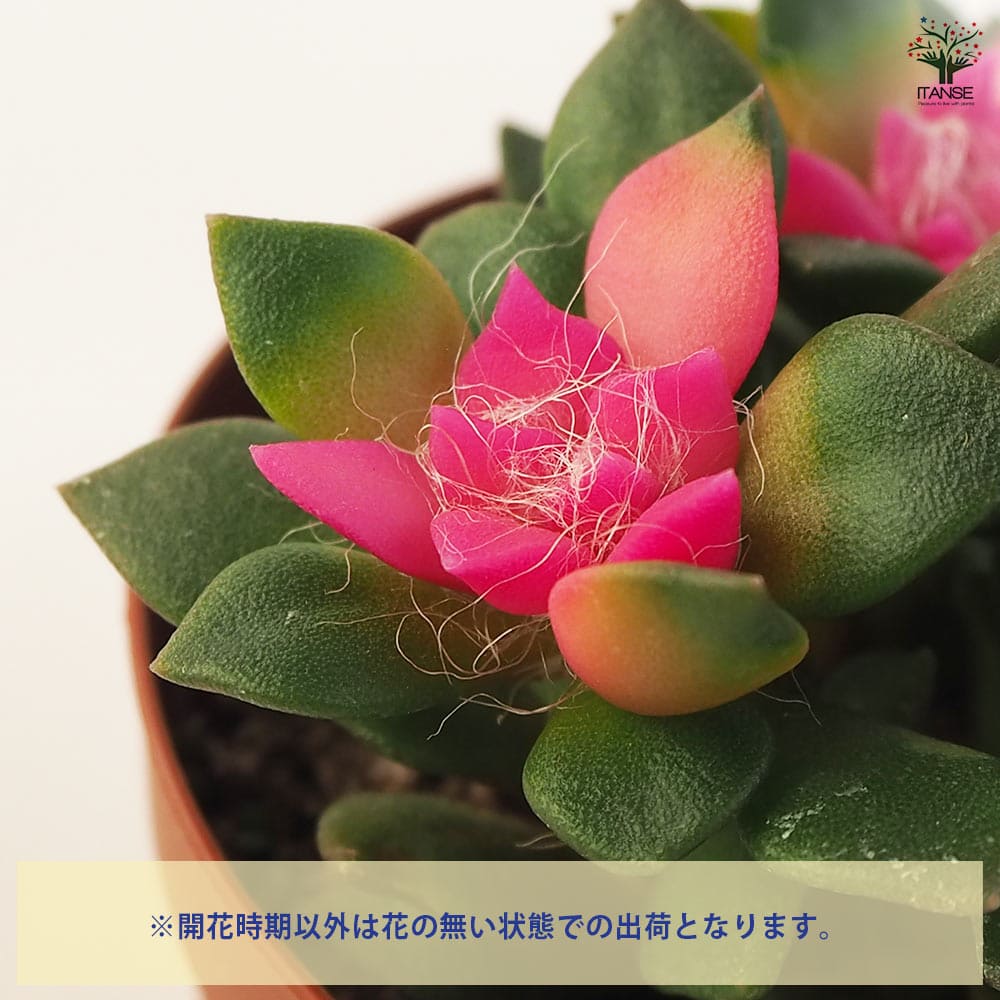多肉植物 吹雪の松 【多肉植物 2.5号ポット】｜ 【植物のITANSE