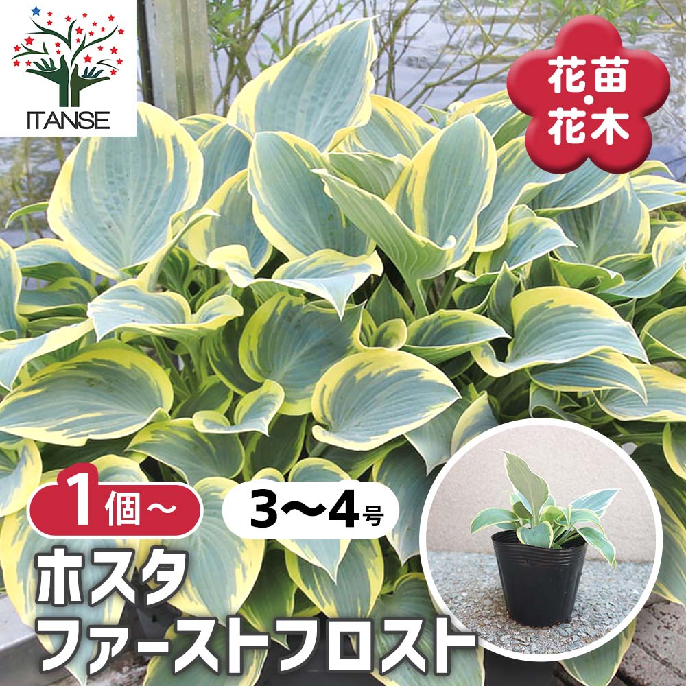 ホスタの苗木 ファーストフロスト【花苗 3～4号苗／1個売り】｜ 【植物