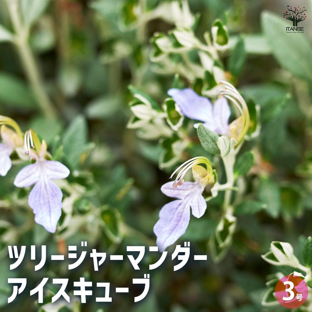 (ᵔᴥᵔ)苗木　常緑　ツリージャーマンダー アイスキューブ♡シルバーリーフ♡ ツリージャーマンダー アイスキューブ 【花木苗 3号】｜ 【植物