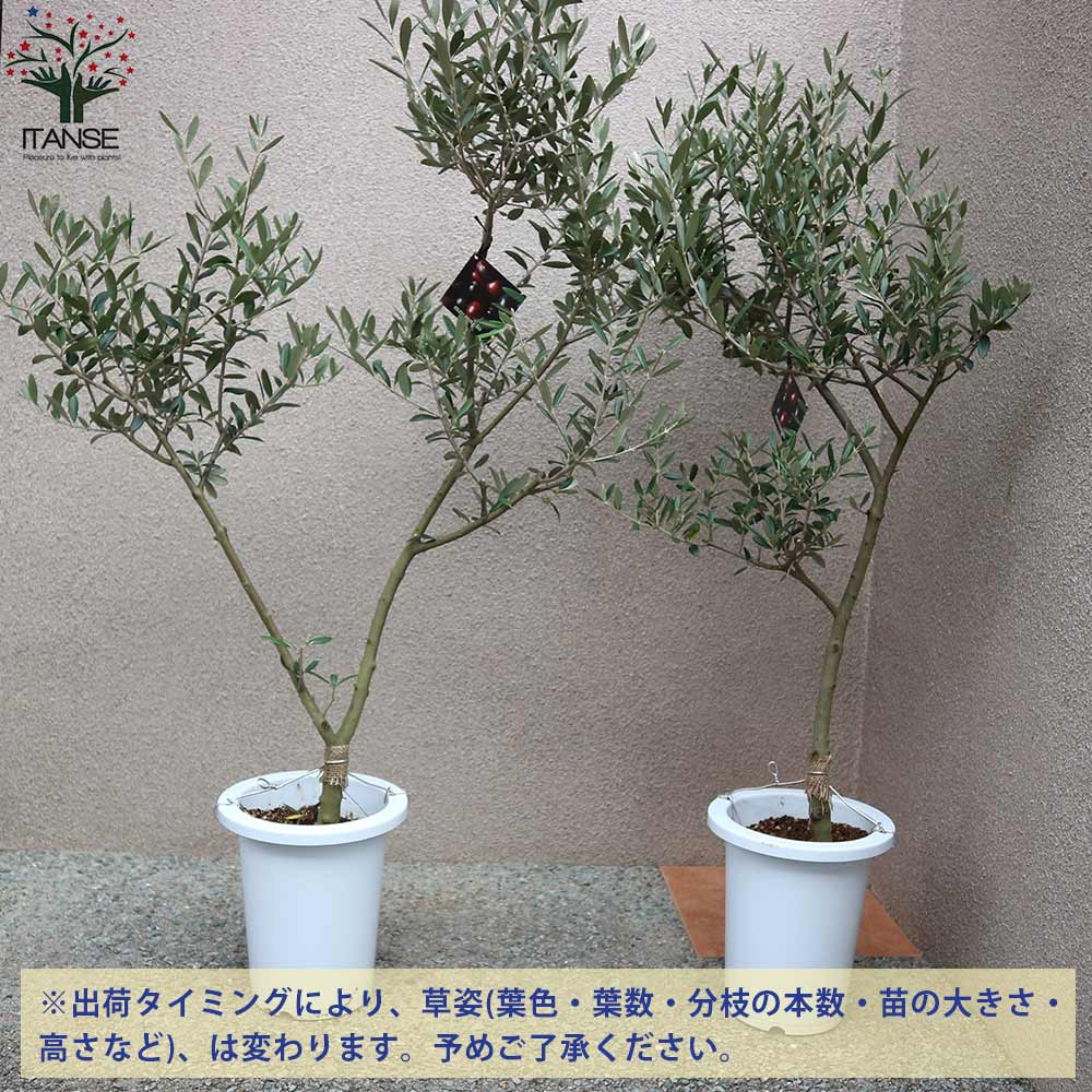 オリーブの苗木 マンザニロ 幹が太くしっかりした大苗【果樹の苗木 7号鉢 5年生 挿し木苗／1個売り】