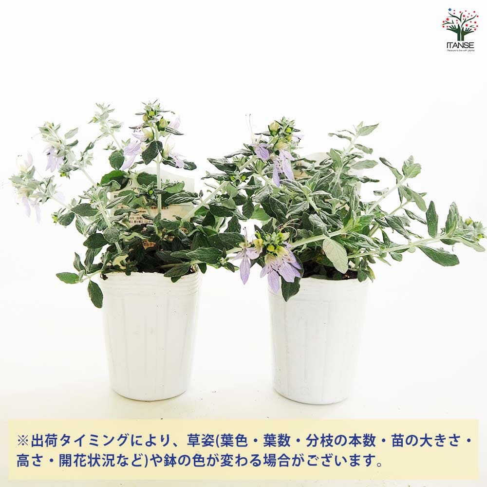 ツリージャーマンダー アイスキューブ 【花木苗 3号】｜ 【植物