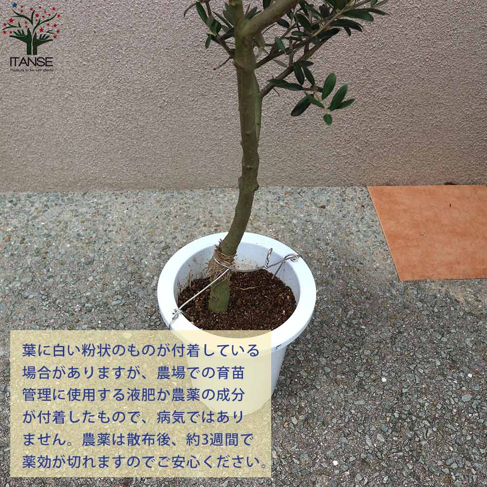 オリーブの苗木 マンザニロ 幹が太くしっかりした大苗【果樹の苗木 7号