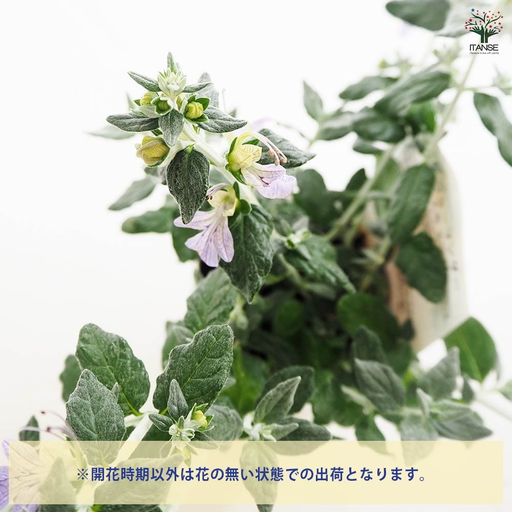 (ᵔᴥᵔ)苗木　常緑　ツリージャーマンダー アイスキューブ♡シルバーリーフ♡ ツリージャーマンダー アイスキューブ 【花木苗 3号】｜ 【植物の