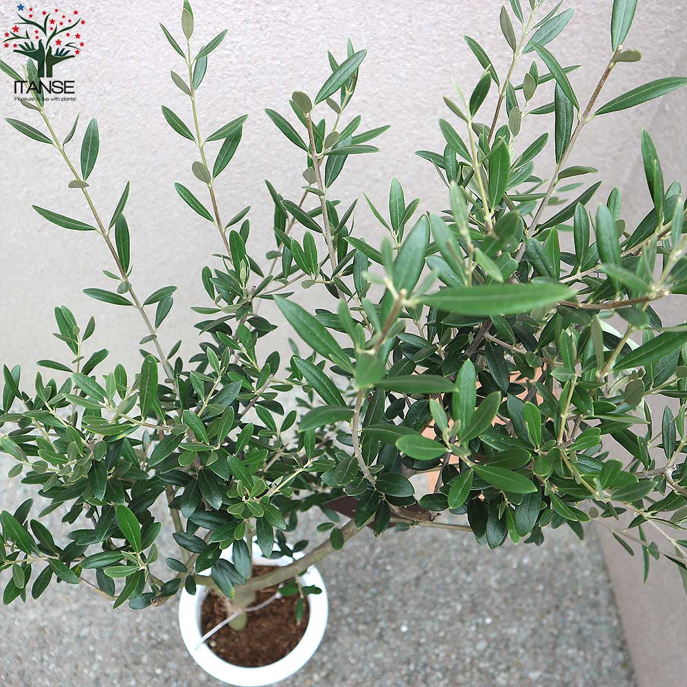オリーブの苗木 マンザニロ 幹が太くしっかりした大苗【果樹の苗木 7号鉢 5年生 挿し木苗／1個売り】