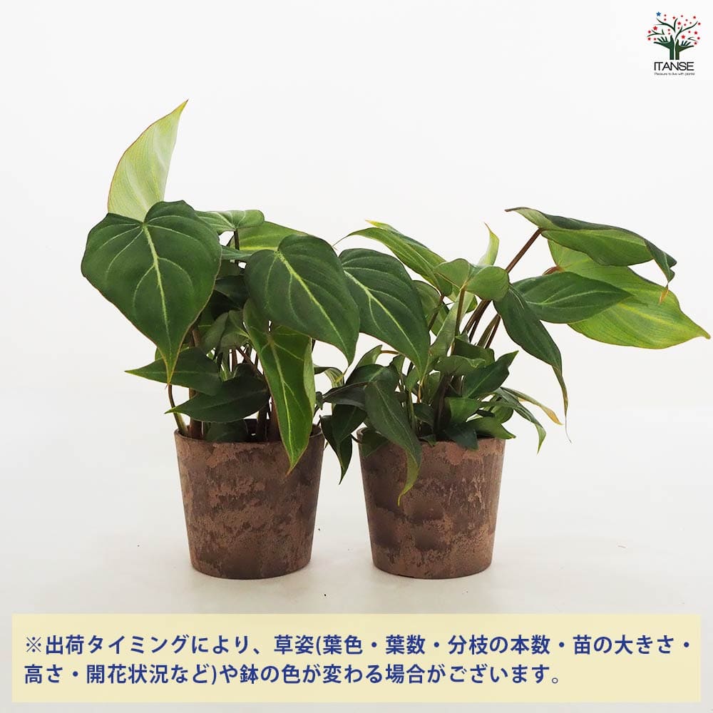 フィロデンドロン　ルゴサム　ルゴーサム フィロデンドロン・ルゴサムの特徴と育て方を徹底解説 - PLANT
