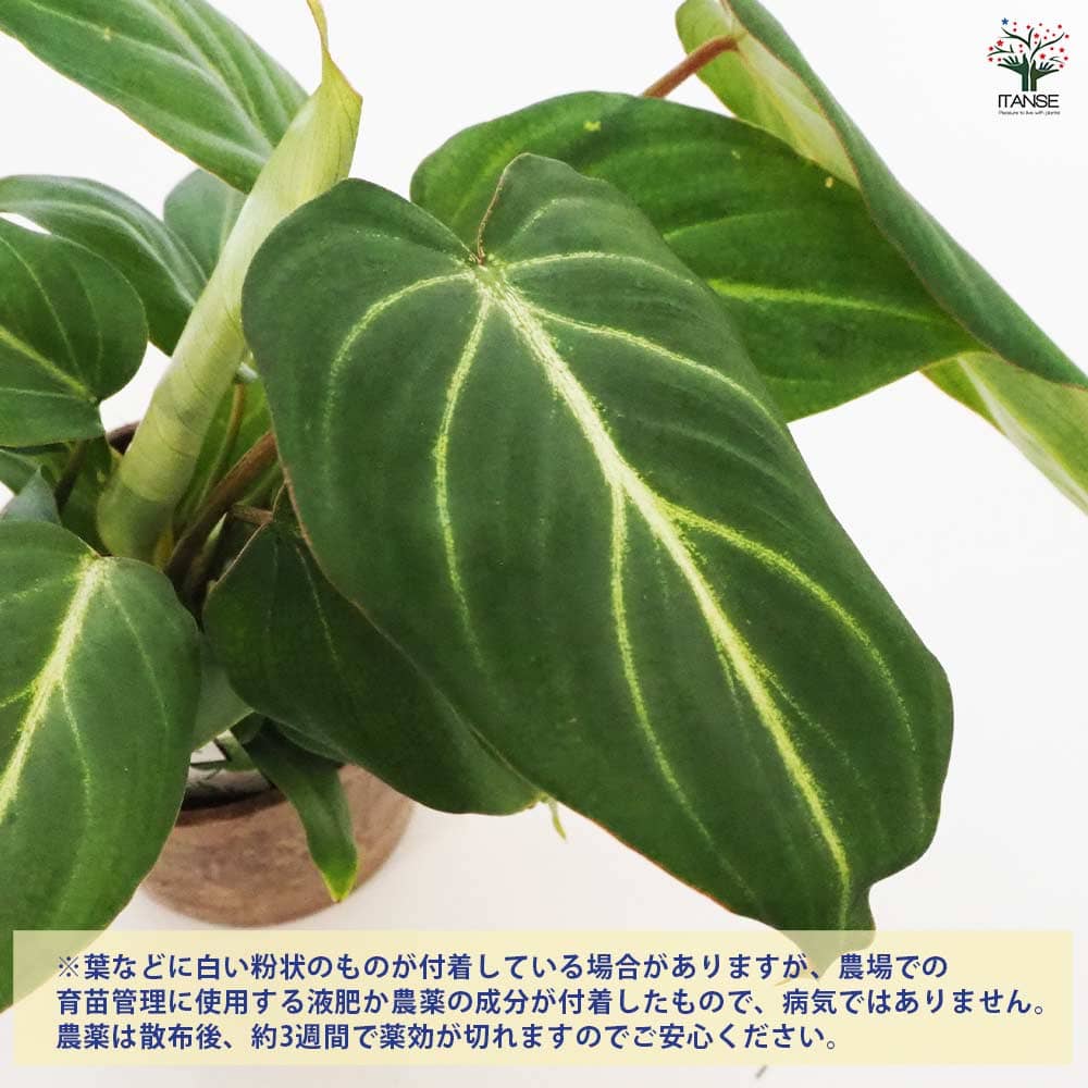 フィロデンドロン　ルゴサム　ルゴーサム フィロデンドロン・ルゴサムの特徴と育て方を徹底解説 - PLANT