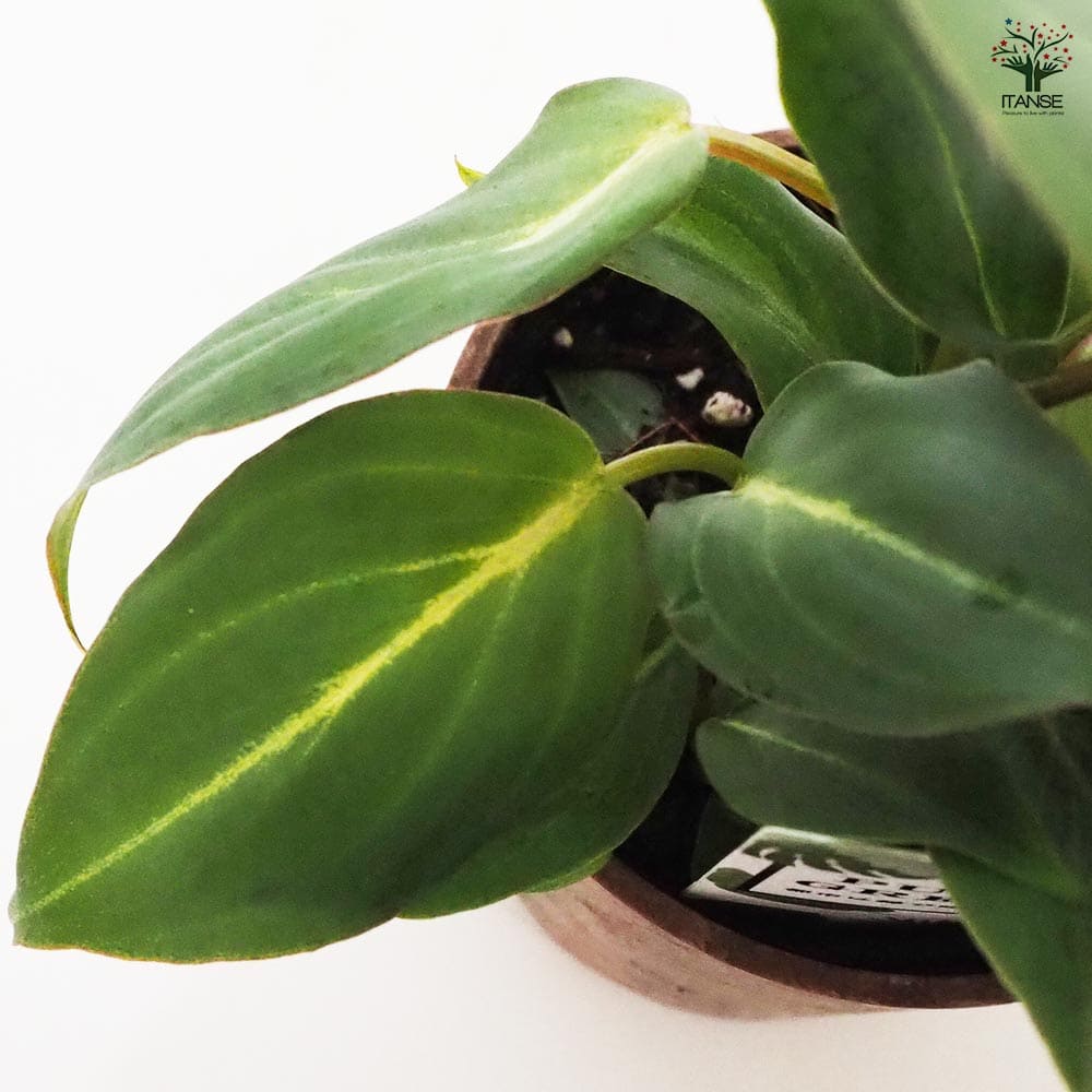 フィロデンドロン グロリオサム 【観葉植物 3.5号鉢】｜ 【植物の