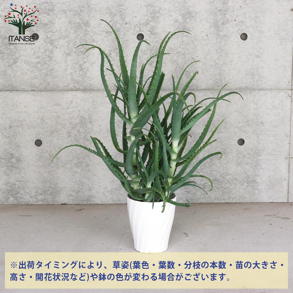 アロエ 木立アロエ【多肉植物 6号鉢大苗 ハーブ苗／1個売り】｜ 【植物