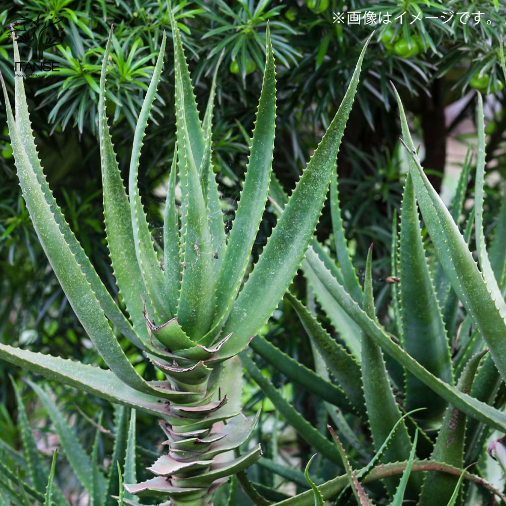 Itanse良品ｾﾚｸﾄ通販