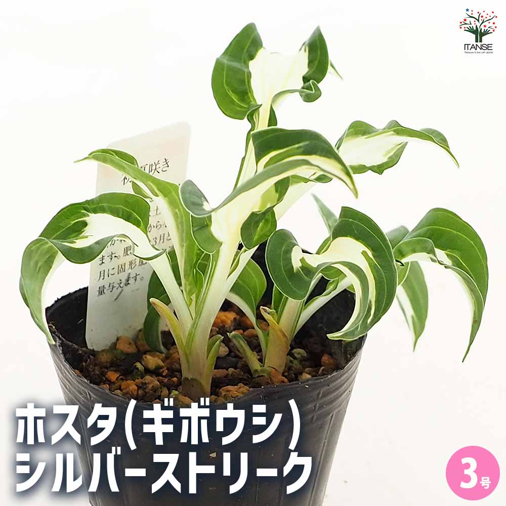 ホスタ(ギボウシ) シルバーストリーク 【花苗 3号】｜ 【植物の