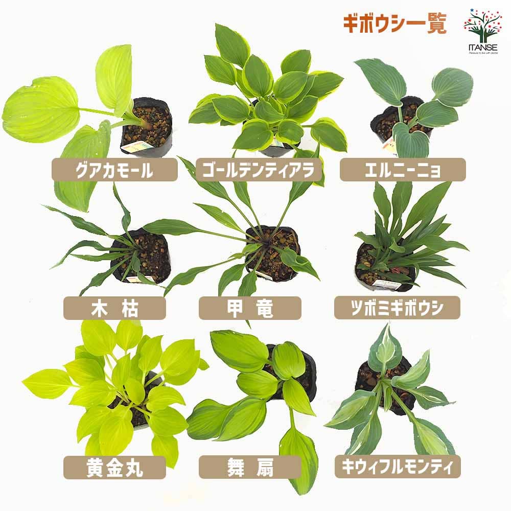 ホスタ(ギボウシ) シルバーストリーク 【花苗 3号】｜ 【植物の