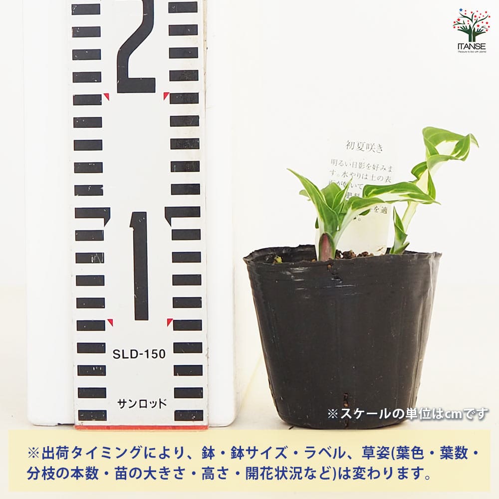 ホスタ(ギボウシ) シルバーストリーク 【花苗 3号】｜ 【植物の