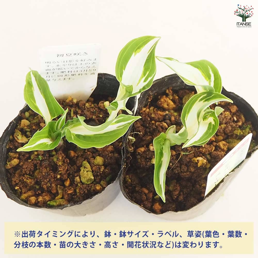 ホスタ(ギボウシ) シルバーストリーク 【花苗 3号】｜ 【植物の