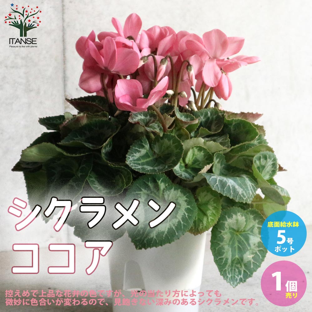 シクラメン ココア 開花株【花苗 5号ポット 底面給水鉢／1個売り】