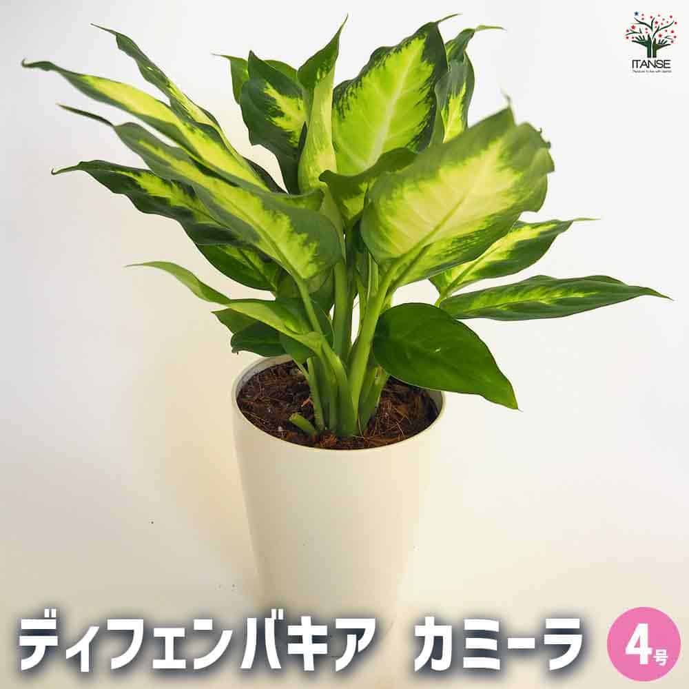 ディフェンバキア カミーラ 【観葉植物 4号／1個売り】｜ 【植物の