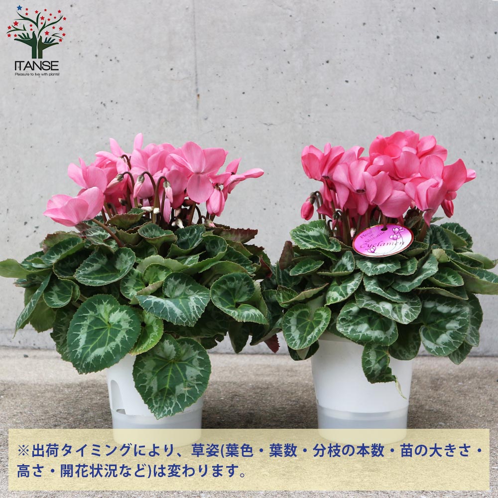 シクラメン ココア 開花株【花苗 5号ポット 底面給水鉢／1個売り】