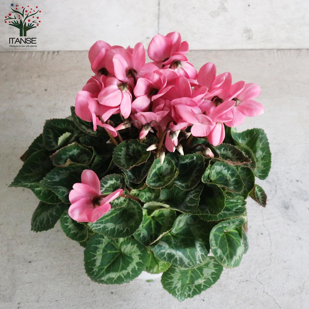 シクラメン ココア 開花株【花苗 5号ポット 底面給水鉢／1個売り】