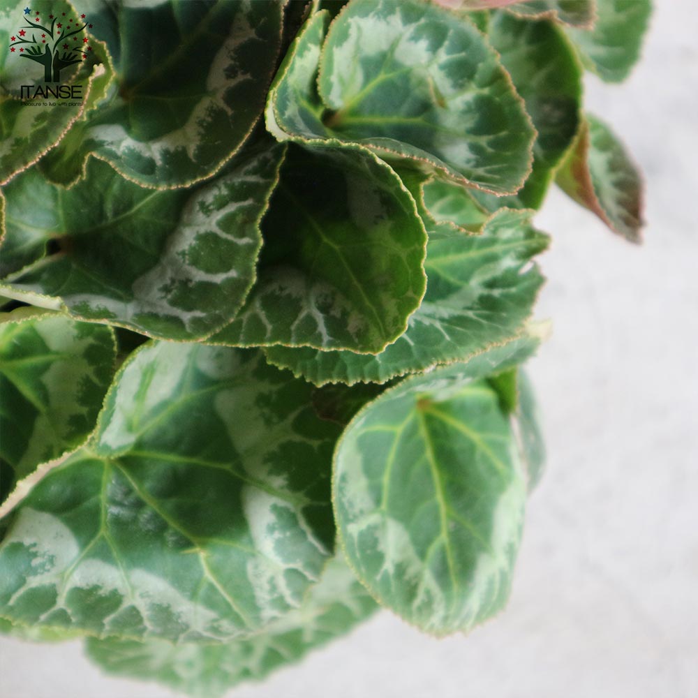 シクラメン ココア 開花株【花苗 5号ポット 底面給水鉢／1個売り】