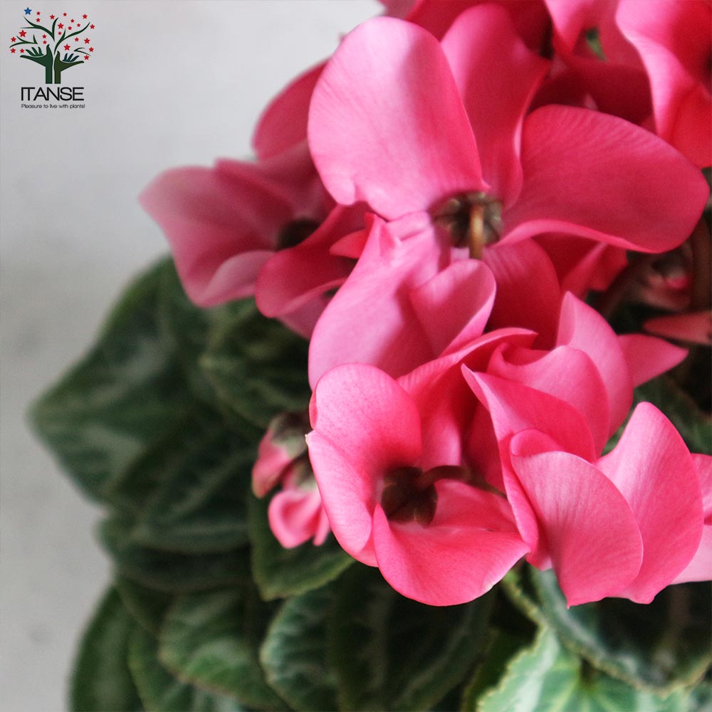 シクラメン ココア 開花株【花苗 5号ポット 底面給水鉢／1個売り】