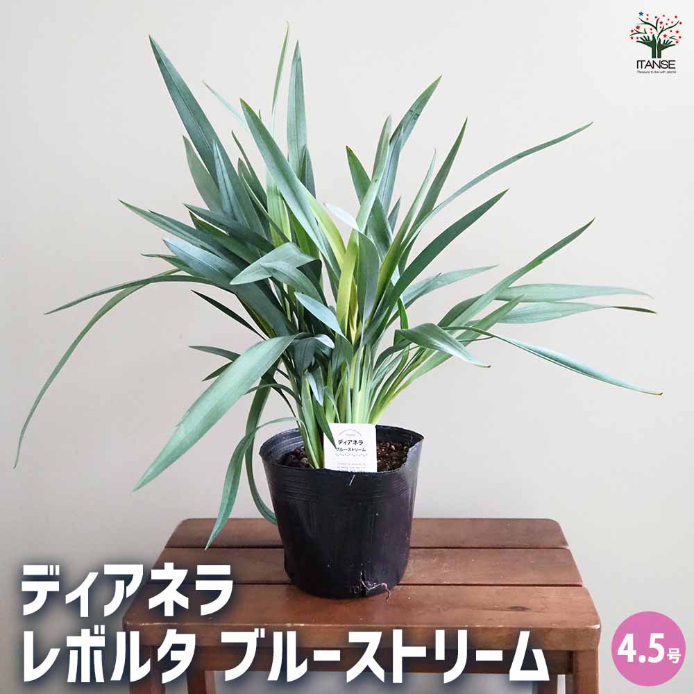 ディアネラ レボルタ ブルーストリーム 【花苗 4.5号】｜ 【植物の