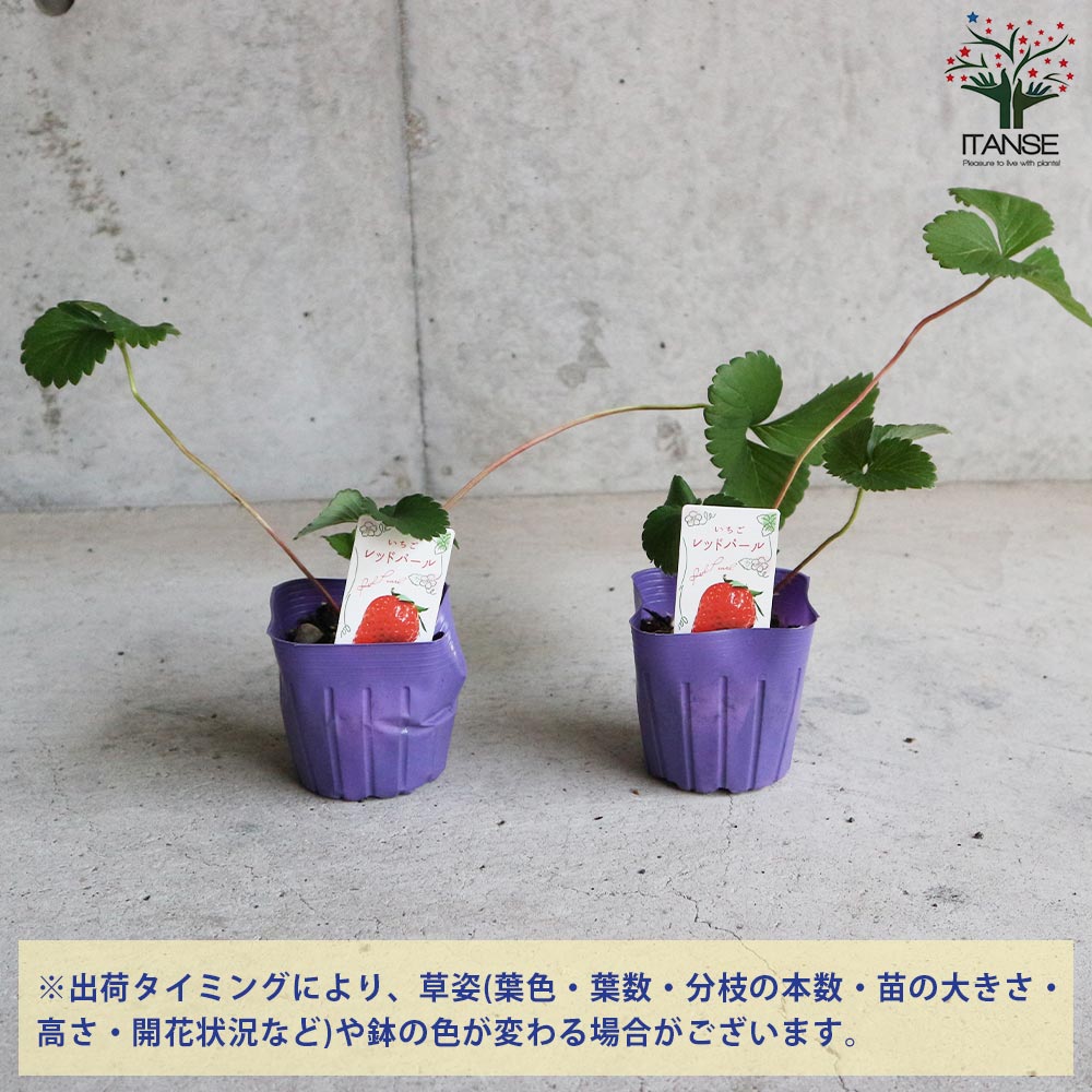 いちごの苗 品種：さちのか／アイベリー／レッドパール 各2個【野菜の