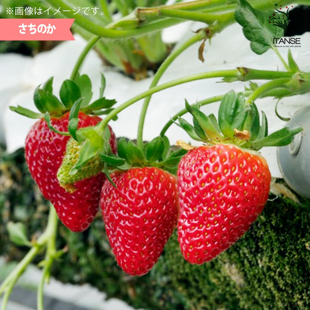 とちおとめの苗 50株 農家直送 とちおとめ 大粒いちご苗 30株セット 苗