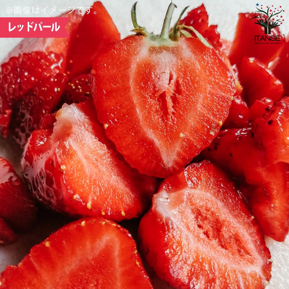 いちごの苗 品種：さちのか／アイベリー／レッドパール 各2個【野菜の