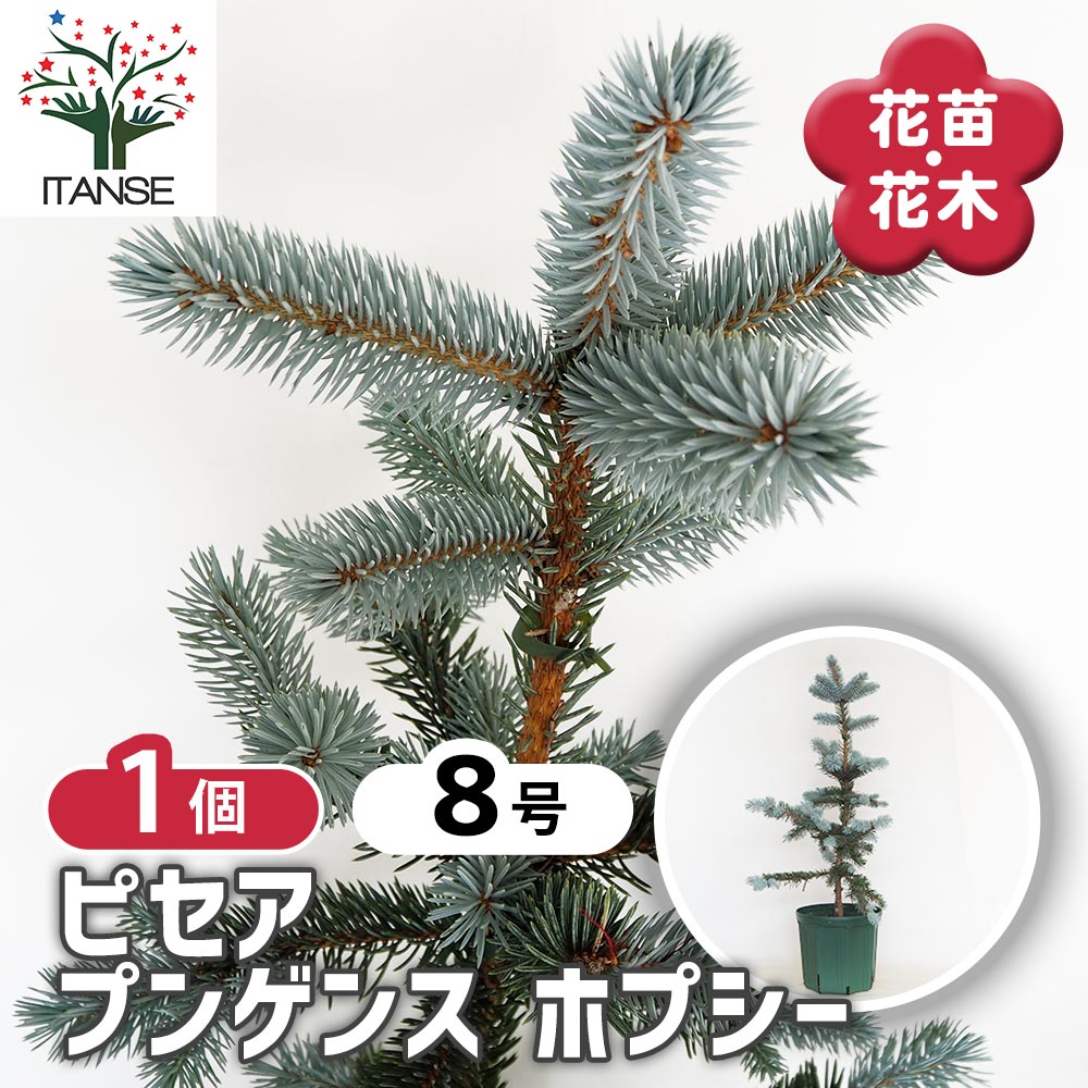 ホプシー8号 ピセア プンゲンス ホプシー 【花木苗 8号／1個売り】｜ 【植物